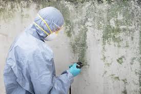 Why You Should Choose Our Mold Remediation Services in Lomira, WI